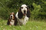 BASSET HOUND 081